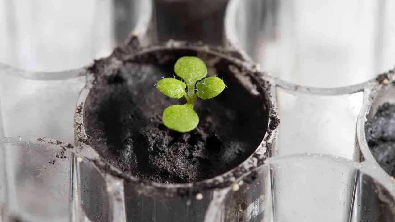 Plant in Lunar Dirt: চাঁদের মাটিতে প্রাণের সঞ্চার! চারা গাছ মাথা তুলতে দেখে বিশ্বাসই করতে পারছেন না গবেষকরা