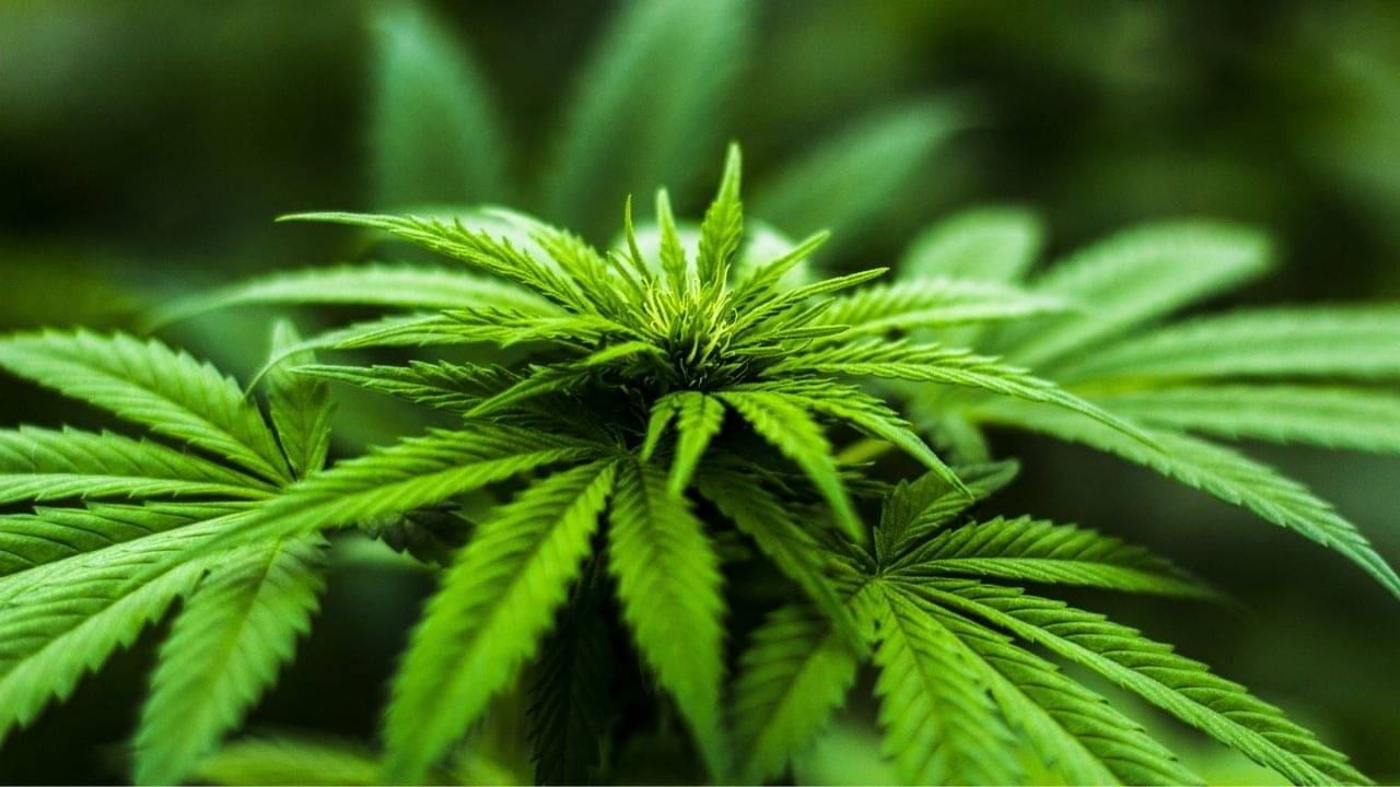 Marijuana: ঘরে ঘরে হবে গাঁজার চাষ, বিনামূল্যে ১০ লাখ গাঁজার চারা বিলি করছে এই দেশের সরকার