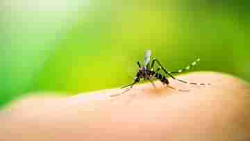 Dengue: ডেঙ্গি কাড়ল প্রাণ, চলতি বছরে প্রথম মৃত্যু উত্তরবঙ্গে