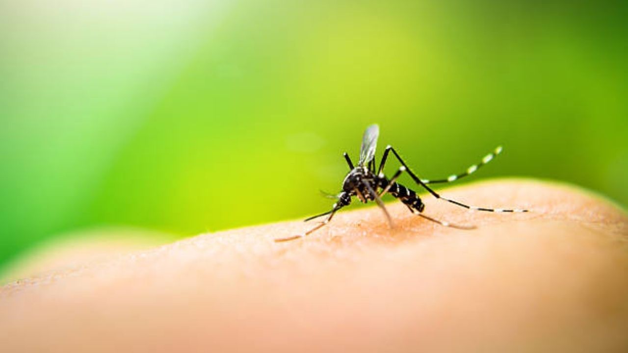Dengue: ওদলাবাড়িতে নতুন করে ডেঙ্গু আক্রান্ত ৭, আক্রান্তের সংখ্যা বেড়ে হল ৫৩