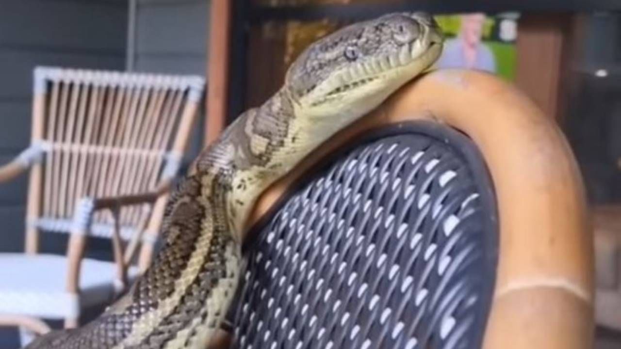 Viral Video: বাড়িতে হাজির ভয়ঙ্কর অতিথি! একই জায়গায় একসঙ্গে দেখা গেল চারটি Carpet Python