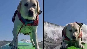 Viral Video: মাঝ সমুদ্রে Sea Surfing করছে পোষ্য কুকুর, Viral Video দেখে অবাক নেটপাড়া