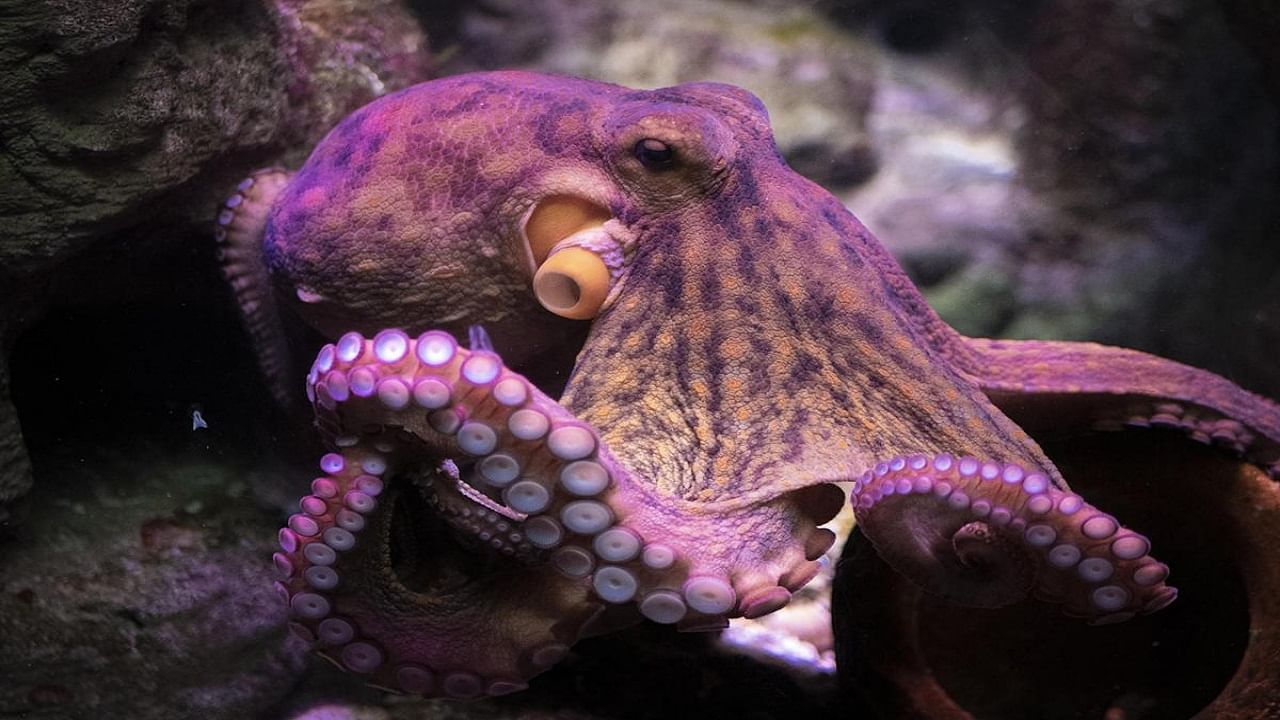 Octopuses: সঙ্গমের পর নিজেদেরই অত্যাচার করে মেরে ফেলে অক্টোপাসরা, কারণটা এত দিন পর জানতে পারলেন বিজ্ঞানীরা