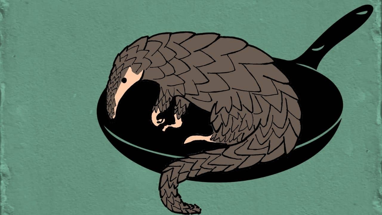 Pangolins: প্যাঙ্গোলিনের মাংস খেল দুই পাচারকারী, কেন জানেন?