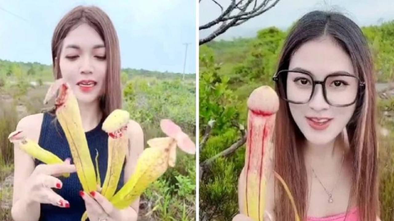 Penis Plants: মহিলারা স্পর্শ করায় জারি নিষেধাজ্ঞা, কাম্বোডিয়ার পেনিস প্ল্যান্ট নিয়ে কেন এত কড়াকড়ি?