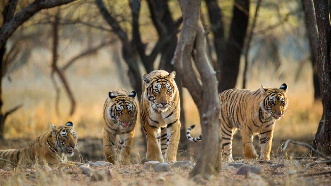 Rajasthan: ওরা ভাল নেই! মরুরাজ্যে তৈরি হল বাঘেদের নিশ্চিন্তে থাকার নয়া ঠিকানা