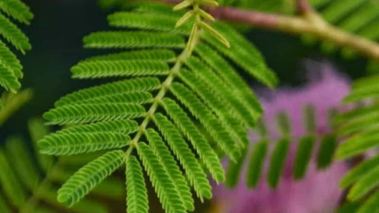 Shami plant: রাতারাতি ধনী হতে চান? বাস্তুমতে এই গাছ বাড়িতে লাগালেই দূর হবে সব সমস্যা Shami plant: রাতারাতি ধনী হতে চান? বাস্তুমতে এই গাছ বাড়িতে লাগালেই দূর হবে সব সমস্যা