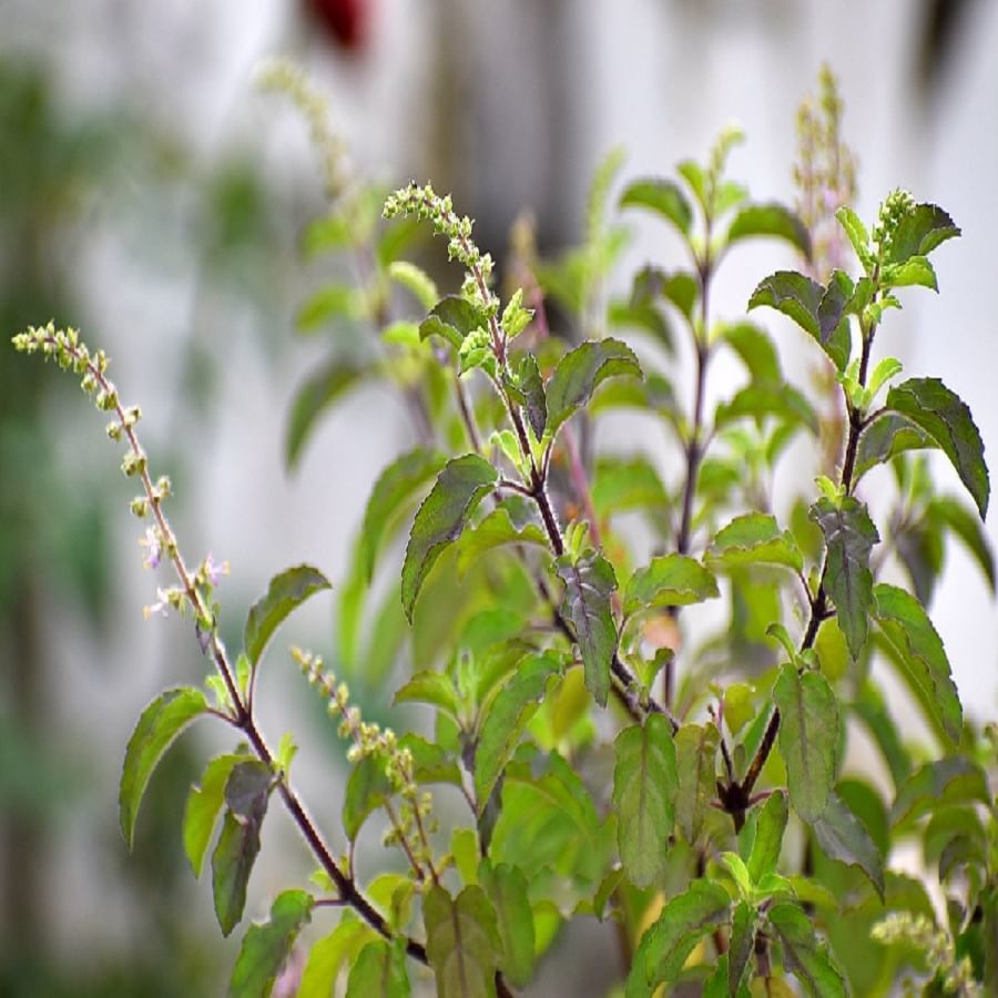 রোজ বাড়ির ঠাকুরকে তুলসি দিন। চন্দন, গঙ্গাজল-সহকারে এই পুজো সারুন।  তাহলে বৈকুন্ঠে ভগবানের নিত্যসেবা লাভ করা যায়। বৈশাখ, কার্তিক আর মাঘ মাসে প্রাতঃস্নান সারার পরামর্শ দেওয়া হয়। সূর্য উদয়ের ৪৮ মিনিটের মধ্যে স্নান করতে পারলে খুব ভাল। 