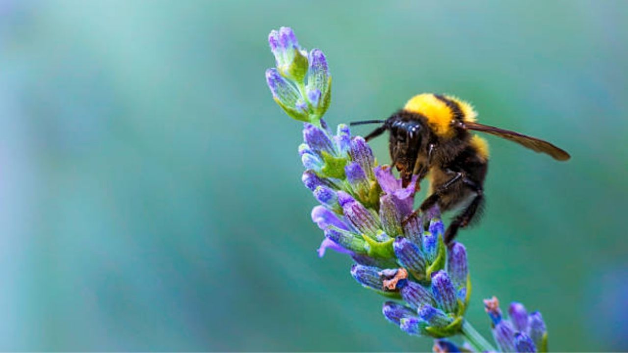 World Bee Day 2022: বিশ্ব মৌমাছি দিবসে জেনে নিন মৌমাছি সম্পর্কে কিছু অজানা তথ্য...