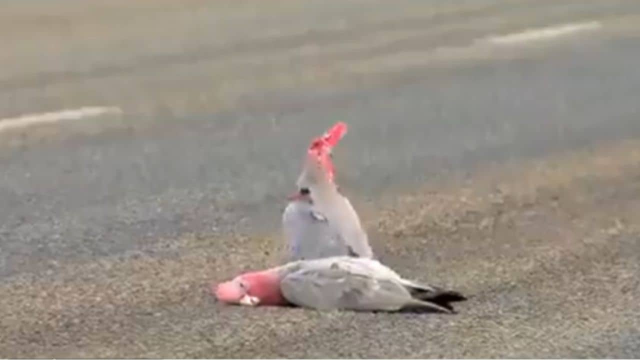 Viral Video: সঙ্গীর মৃত্যুতে শোকাহত! অস্ট্রেলিয়ান গালার ভাইরাল ভিডিয়ো চোখে জল আনল নেটিজ়েনদের