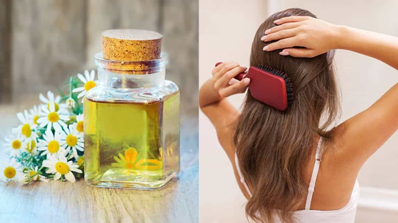 Hair Oil: চুলের ফ্রিজিনেস দূর করতে চান? Chamomile তেলের দু'ফোঁটাতেই হবে কামাল Hair Oil: চুলের ফ্রিজিনেস দূর করতে চান? Chamomile তেলের দু'ফোঁটাতেই হবে কামাল