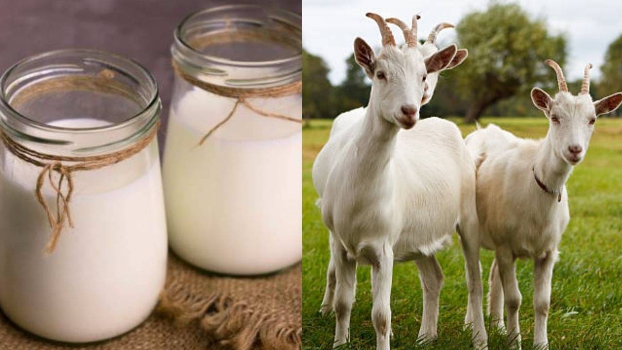 Ayurvedic Tips: গরুর দুধ নয়, ল্যাকটোজের সমস্যা থাকলে পান করুন ছাগলের দুধ! বলছে আয়ুর্বেদ