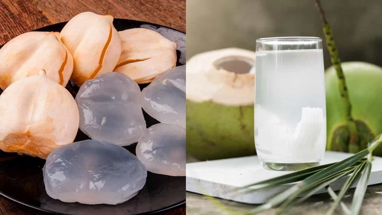 Benefits of Ice apple: তালশাঁস না ডাবের জল? এই গরমে 'কুল' থাকতে কোনটি বেশি উপকারী? Benefits of Ice apple: তালশাঁস না ডাবের জল? এই গরমে 'কুল' থাকতে কোনটি বেশি উপকারী?