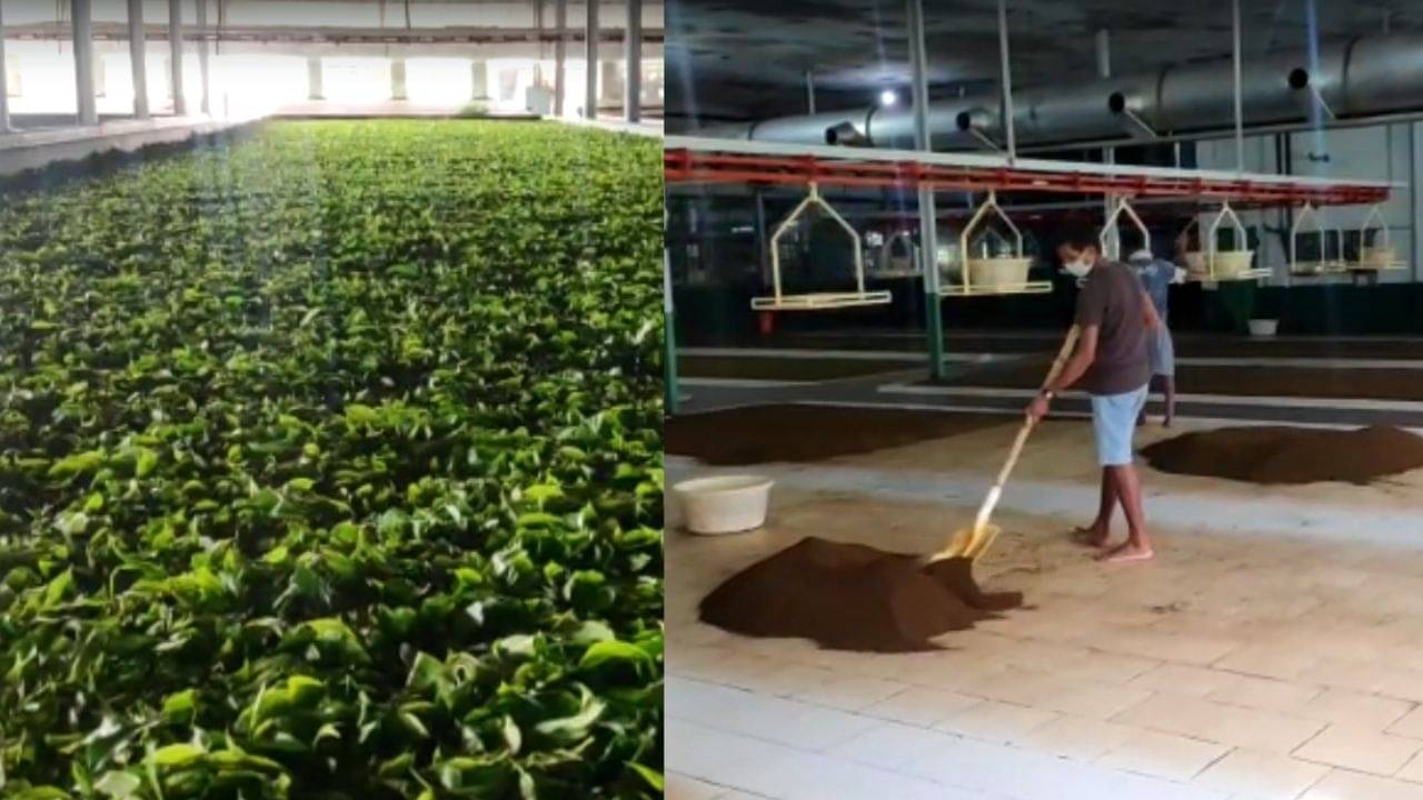 Blue Tea : বাংলার চা বাগানে হাজারো গুণের নীল চা, কেজি প্রতি দাম কত?