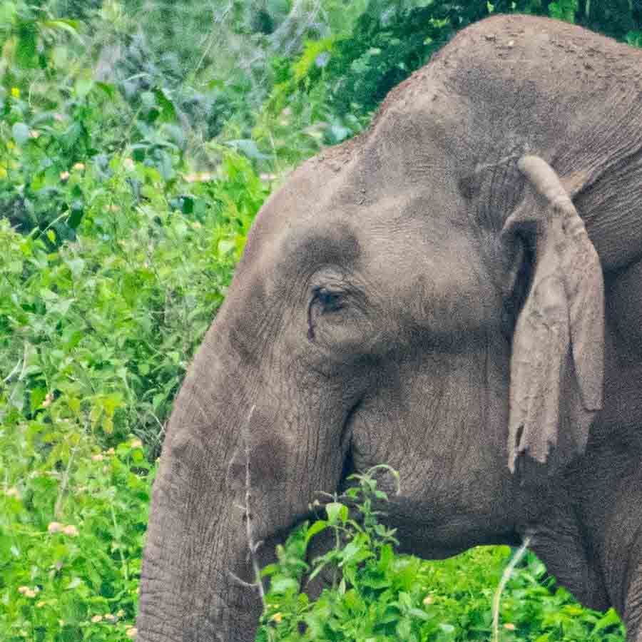 শুক্রবার সকালে অন্তত আট কিলোমিটার পথ শাবককে শুঁড়ে নিয়েই পাড়ি দেয় ওই হাতি। শুঁড় থেকে বারবার পড়ে গেলেও মৃত শাবককে একাই টেনে নিয়ে যায় সে। শুক্রবার সকালে শাবক হাতিকে শুঁড়ে টেনে নিয়ে যাওয়ার বিষয়টি নজরে পড়ে। 