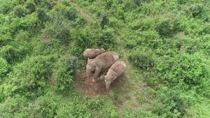 Baby Elephant: রোদে-জলে পচছে শাবকের দেহ, তিনদিন ধরে ঠায় দাঁড়িয়ে মা হাতি, দেখুন ছবিতে