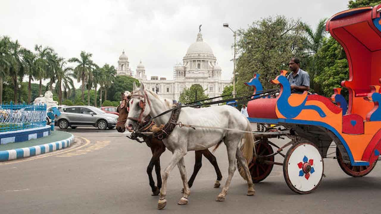 Horse Carriage Kolkata: শরীরে ক্ষত, অপুষ্টিতে ভুগছে ঘোড়াগুলি, বন্ধ হয়ে যাবে ঐতিহ্যবাহী ঘোড়ার গাড়ি?