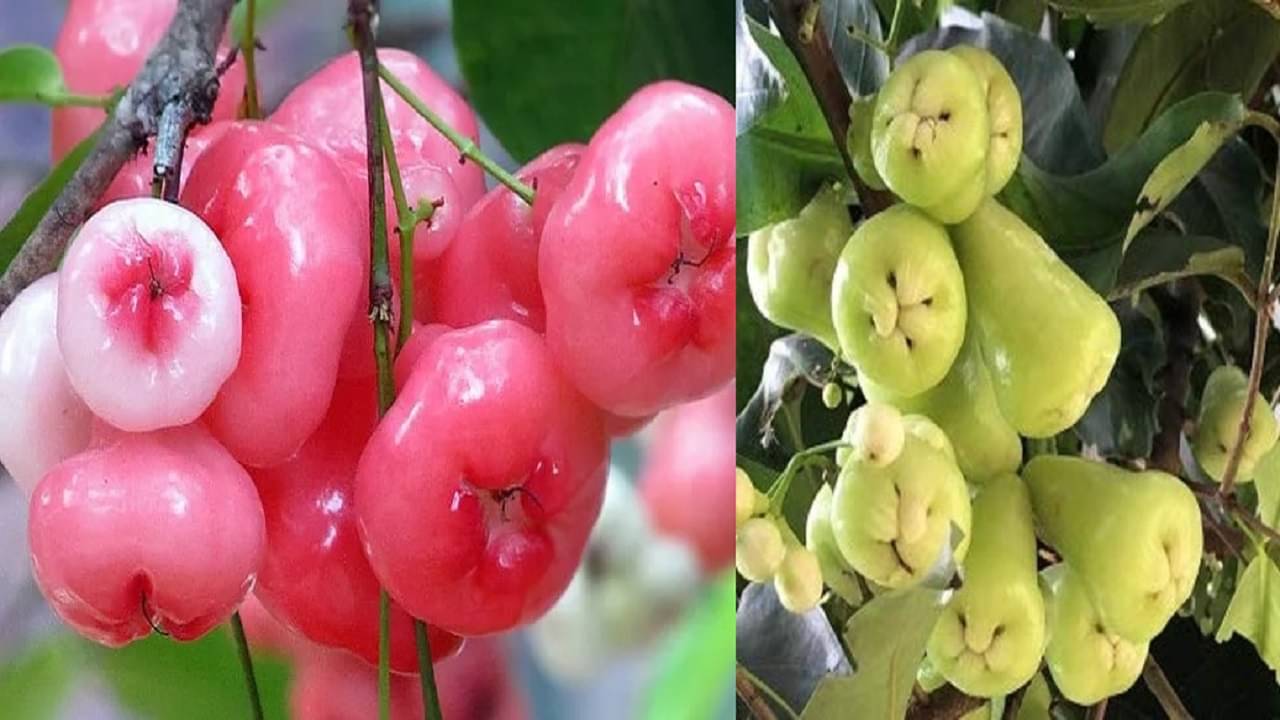 Rose Apple Benefits: আম-লিচুর বাজারে ব্রাত্য গ্রাম বাংলার এই ফল, জানেন কি কত গুণ রয়েছে জামরুলের?