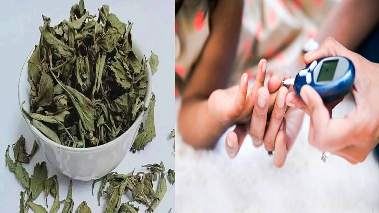 Avoid Sugar: চিনির পরিবর্তে স্টেভিয়া, সুগার রোগীদের আদৌ কি উপকারী ?