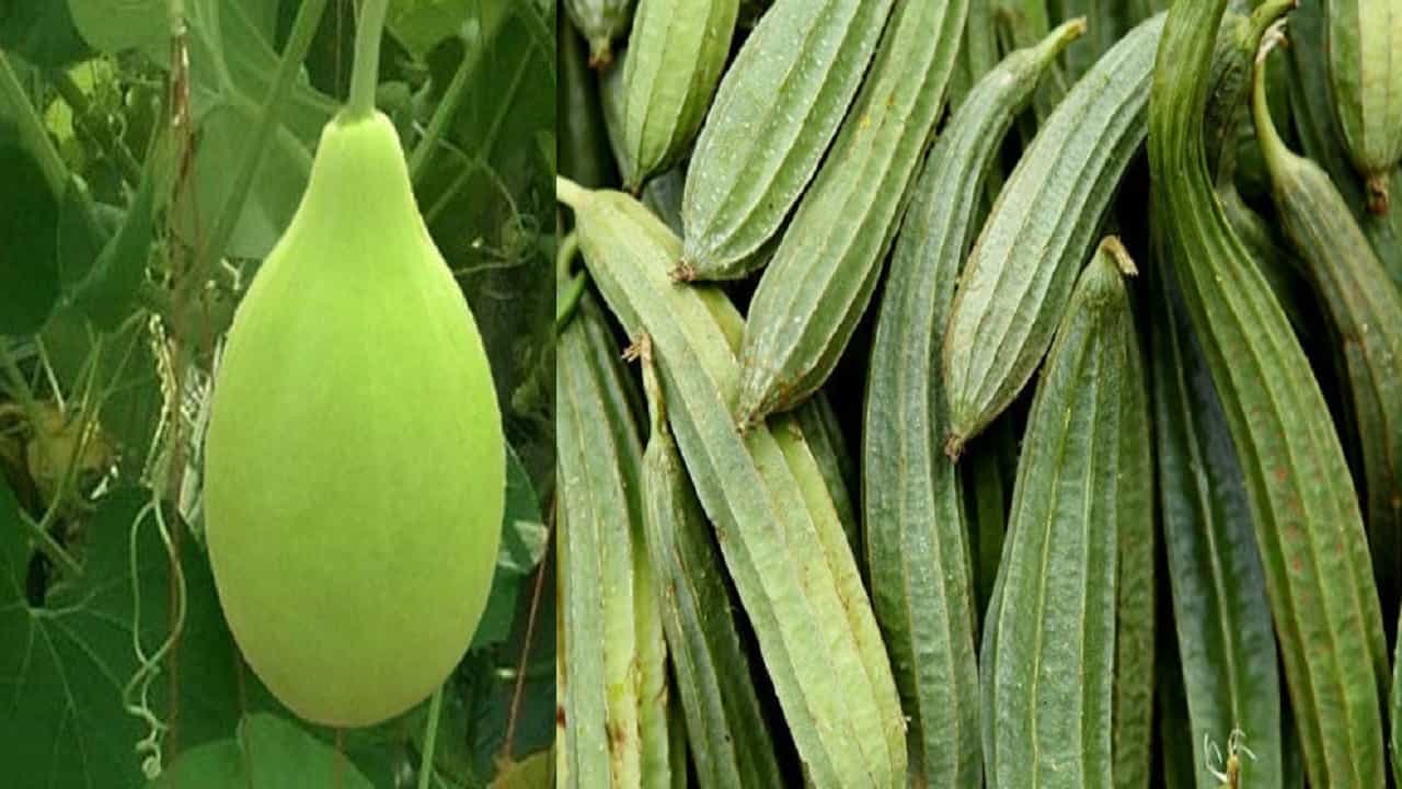 Weight Loss Tips: ঝিঙে নাকি লাউ? ওজন কমাতে কোন সবজি বেশি কার্যকরী Weight Loss Tips: ঝিঙে নাকি লাউ? ওজন কমাতে কোন সবজি বেশি কার্যকরী