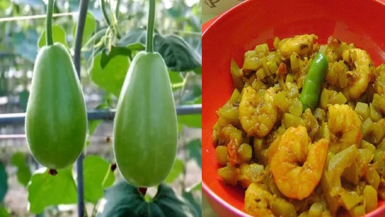 Bottle Gourd বাঙালির পাত আলো করে লাউচিংড়ি, গরমে কতটা উপকারি
