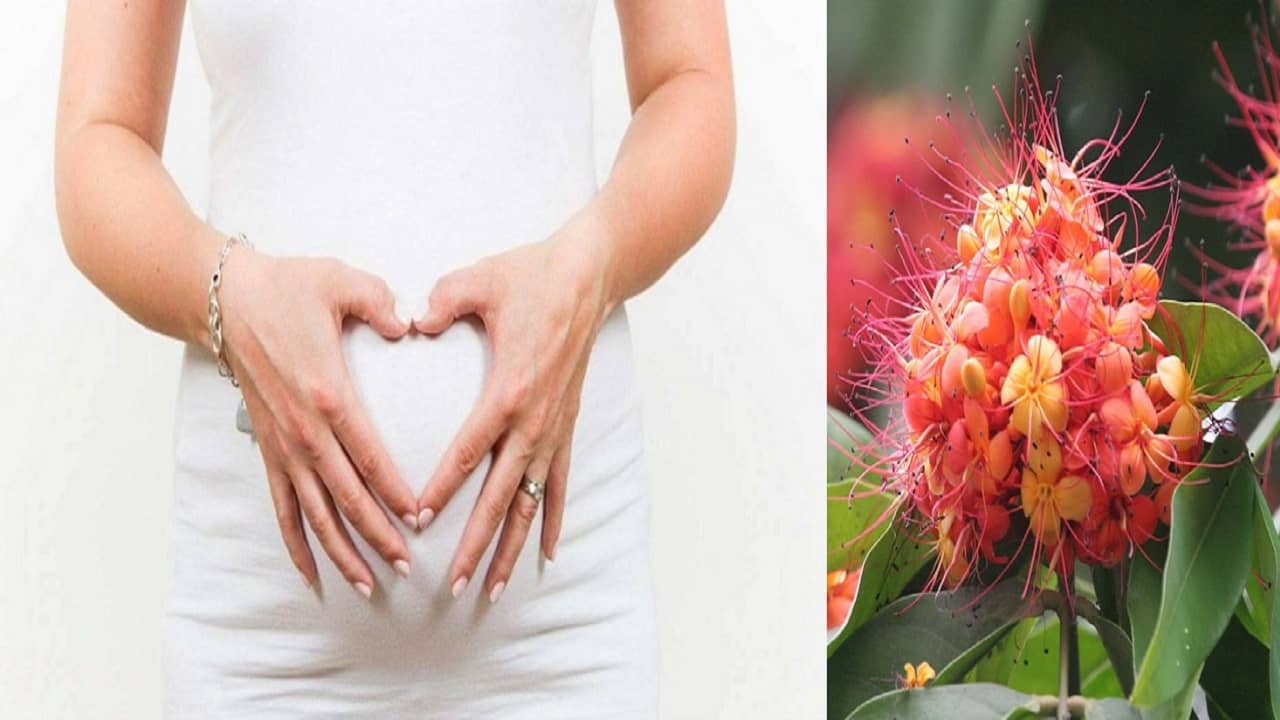 Herbs For Women Health: অশোক কাননে একাকী বন্দিনী ছিলেন সীতা, মেয়েদের স্বাস্থ্য রক্ষায় কী কী গুণ এই গাছের...