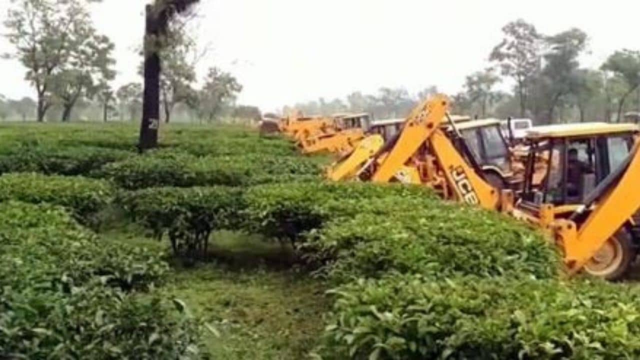 Assam Airport Controversy: বিমানবন্দর তৈরি করতে কাটা পড়ছে ৩০ লক্ষেরও বেশি চা গাছ, কান্নায় হা-হুতাশ শ্রমিকদের