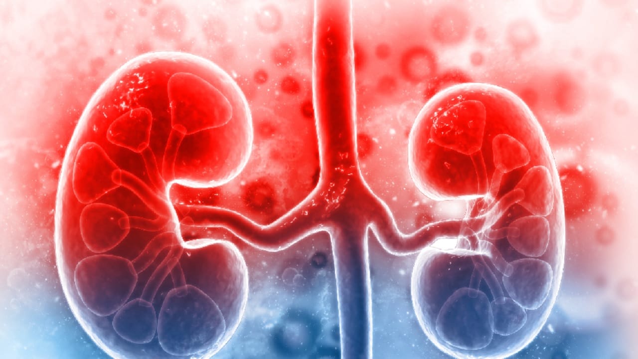 Chronic Kidney Disease: কেন মহিলাদের মধ্যেই ক্রনিক কিডনির সমস্যা বেশি হয়? এই সব লক্ষণ দেখলে সচেতন হন আজই... Chronic Kidney Disease: কেন মহিলাদের মধ্যেই ক্রনিক কিডনির সমস্যা বেশি হয়? এই সব লক্ষণ দেখলে সচেতন হন আজই...