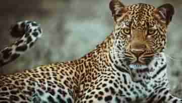 Uttarakhand Leopard Burned Alive: জুলজুল চোখে তাকিয়েছিল বাঁচার আশায়, নির্দয় গ্রামবাসীরা জ্যান্তই পুড়িয়ে মারল!