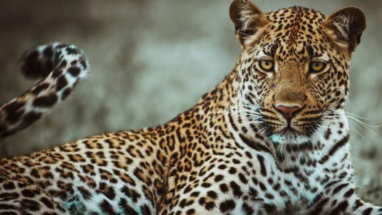 Uttarakhand Leopard Burned Alive: জুলজুল চোখে তাকিয়েছিল বাঁচার আশায়, নির্দয় গ্রামবাসীরা জ্যান্তই পুড়িয়ে মারল!
