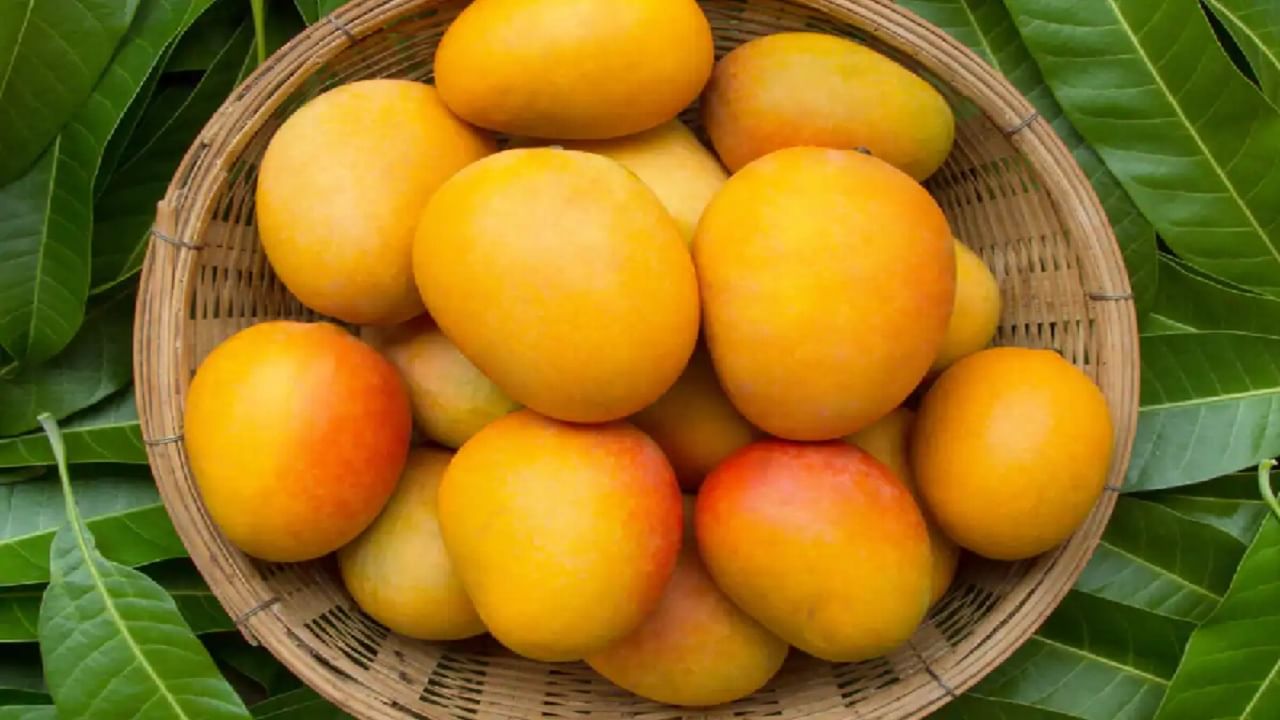 Soaking Mangoes Before Eating: আম কাটার আগে জলে ভিজিয়ে রাখার কারণ জানেন? বৈজ্ঞানিক কারণই বা কী...