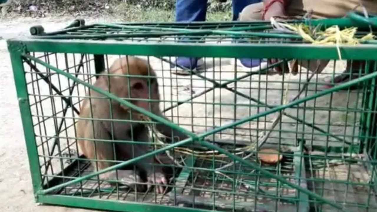 Jalpaiguri Wildlife Rescued: বাস থেকে উদ্ধার এক কোটি ১০ লক্ষ টাকা দামের একটি বাঁদর! কেন এত দাম এই বাঁদরের?