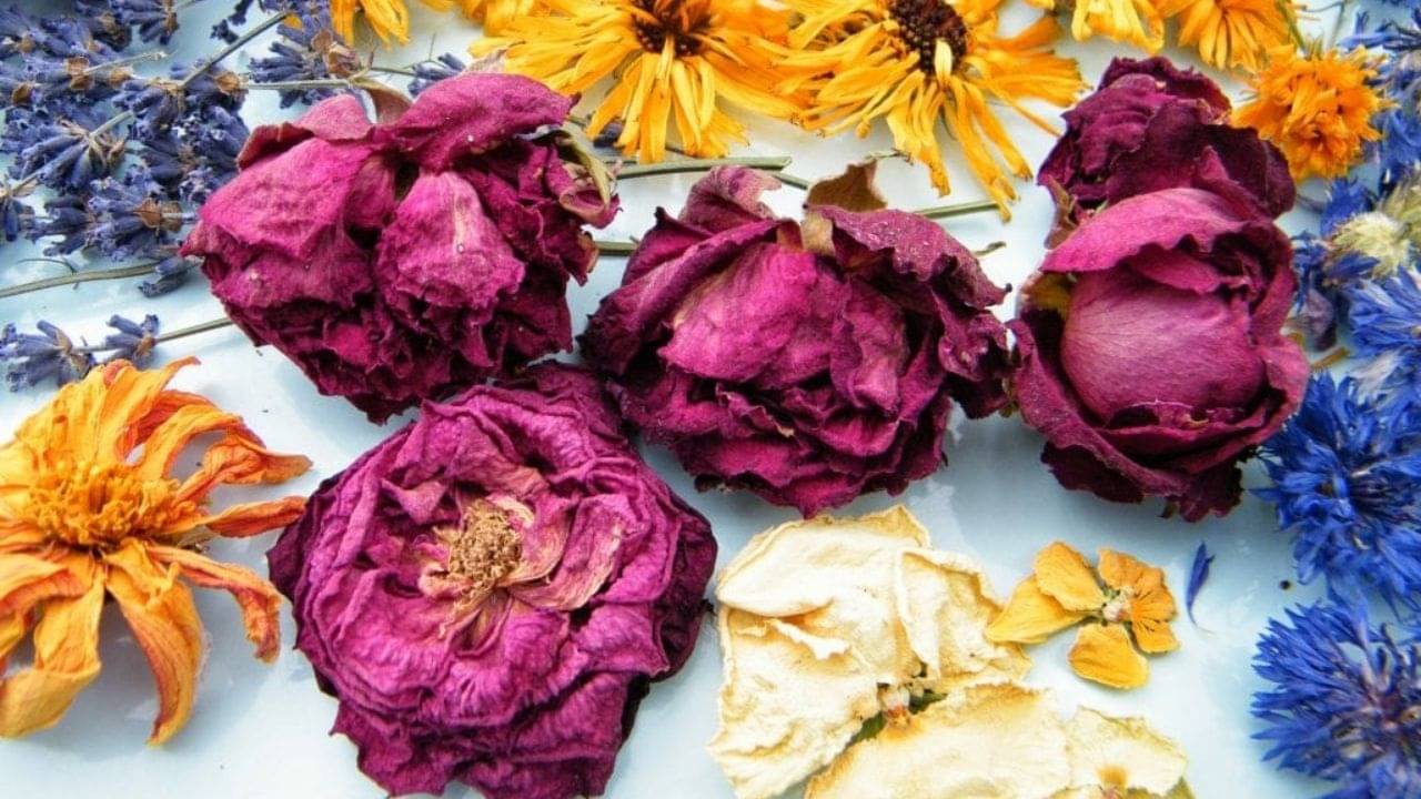 Vastu Tips: ঠাকুরের সামনে দু-তিনদিন ধরে শুকনো ফুল রাখা থাকে? বাস্তুমতে চরম মাশুল গুনতে হতে পারে