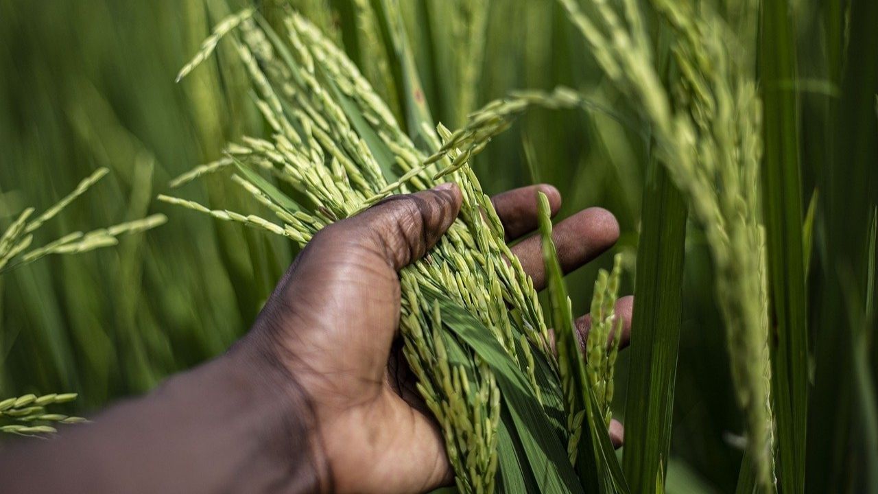 India May Curb Rice Export: Concerned about rice, this decision could lead to food crisis! | Government May soon take decision over Rice Export too, Whole World is Worried about Food Crisis