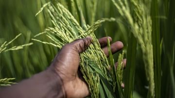 India May Curb Rice Export: চাল নিয়ে চিন্তিত কেন্দ্র, এই সিদ্ধান্তের জেরে দেখা দিতে পারে খাদ্য সঙ্কটও!