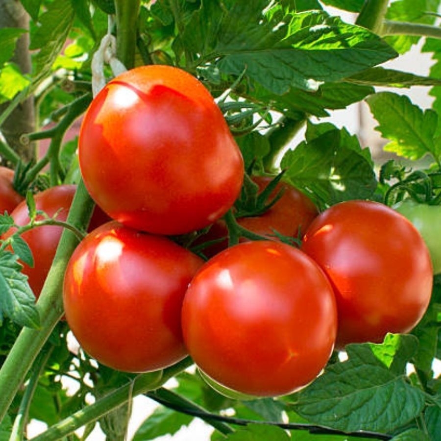 Tomato price hike: ১০০ টাকা কেজি! মোদী সরকারের নয়া মাথাব্যথা অগ্নিমূল্য টম্যাটো