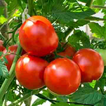 Tomato price hike: ১০০ টাকা কেজি! মোদী সরকারের নয়া মাথাব্যথা অগ্নিমূল্য টম্যাটো
