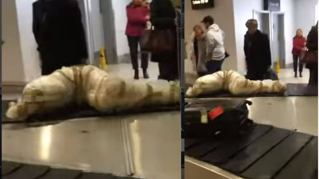 Viral Video: দেখে মনে হয় যেন প্যাকেট বন্দী মৃতদেহ! বিমানবন্দরের চাঞ্চল্যকর ভিডিয়ো ভাইরাল