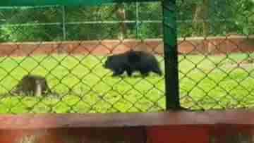 Burdwan Mini Zoo:  বর্ধমানের মিনি জু পেতে পারে প্রমোশন, দারুণ খুশি কেন্দ্রীয় দল