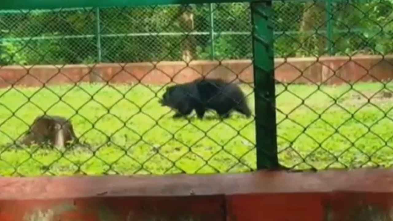 Burdwan Mini Zoo:  বর্ধমানের 'মিনি জু' পেতে পারে প্রমোশন, দারুণ খুশি কেন্দ্রীয় দল