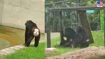 Alipur Zoo: ব্রেকফাস্ট দিতে দেরি, গোঁসা করে খাঁচা থেকে বেরিয়ে পড়লেন বুড়ি! শিম্পাঞ্জিকে নিয়ে হুলস্থুল আলিপুর চিড়িয়াখানায়