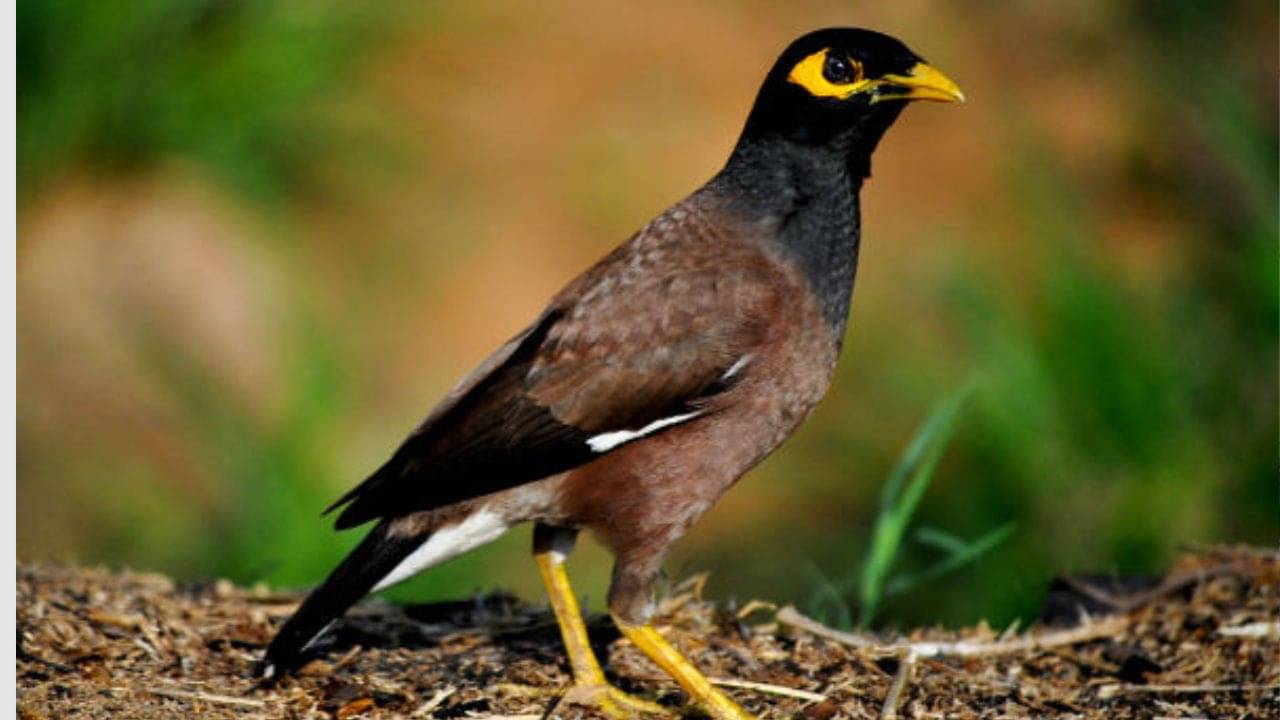 Vastu Shastra 2022: ঘর থেকে বেরনোর সময় এই জিনিসগুলো দেখে ফেলেছেন? শুভ না অশুভ, বুঝবেন কীভাবে?