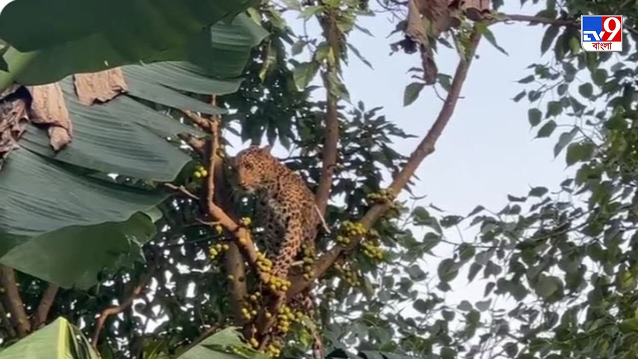 Alipurduar Leopard Recovered: এ গাছ থেকে ও গাছ! বনকর্মীদের ঘোল খাইয়ে অবশেষে ফাঁদে পড়ল সেই চিতাবাঘ