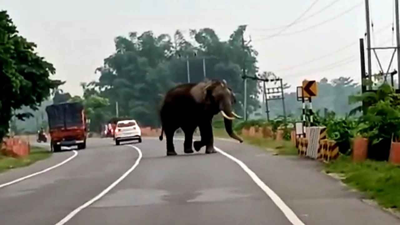 Alipurduar Elephant: রাস্তার পার হতে গিয়ে মাঝপথেই দাঁড়িয়ে পড়লেন, গজরাজের মহিমায় দীর্ঘক্ষণ রুদ্ধ জাতীয় সড়ক
