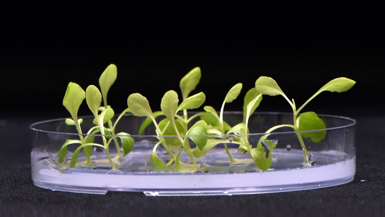 Artificial Photosynthesis: সূর্যালোক ছাড়াই খাবার তৈরি করতে পারে কৃত্রিম সালোকসংশ্লেষ, যুগান্তকারী গবেষণায় দাবি বিজ্ঞানীদের