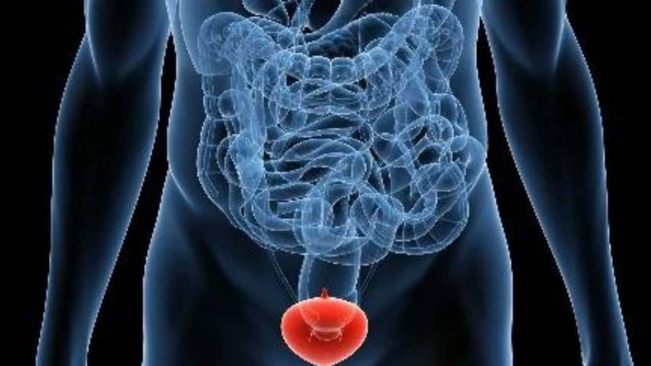 Bladder Cancer Awareness Month 2022: কর্কট রোগ সারাতে লক্ষ টাকার ওষুধ কেন খাবেন? এই কাজগুলি না করলেই হবে না ব্লাডার ক্যান্সার!