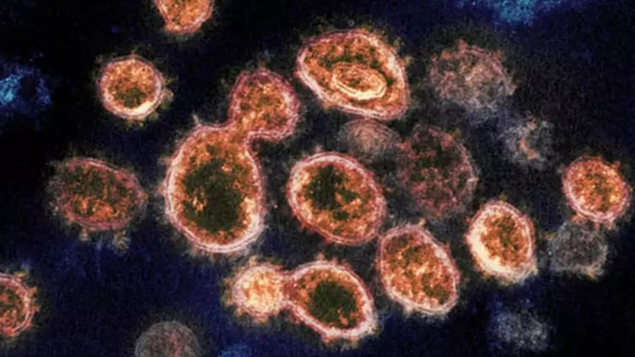 Monkeypox Virus Outbreak: মাঙ্কিপক্স ভাইরাস বায়ুবাহিত! নয়া চাঞ্চল্যকর তথ্যে উদ্বিগ্ন চিকিত্‍সকরা