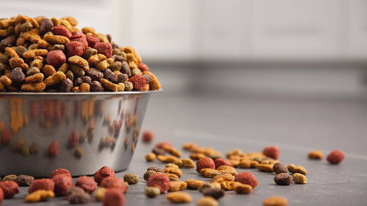 Dog Food: এও কি সম্ভব! তিনবেলা কুকুরের খাবার খায় বিশ্ববিদ্যালয়ের এই ছাত্র, কারণটা জানলে আঁতকে উঠবেন Dog Food: এও কি সম্ভব! তিনবেলা কুকুরের খাবার খায় বিশ্ববিদ্যালয়ের এই ছাত্র, কারণটা জানলে আঁতকে উঠবেন