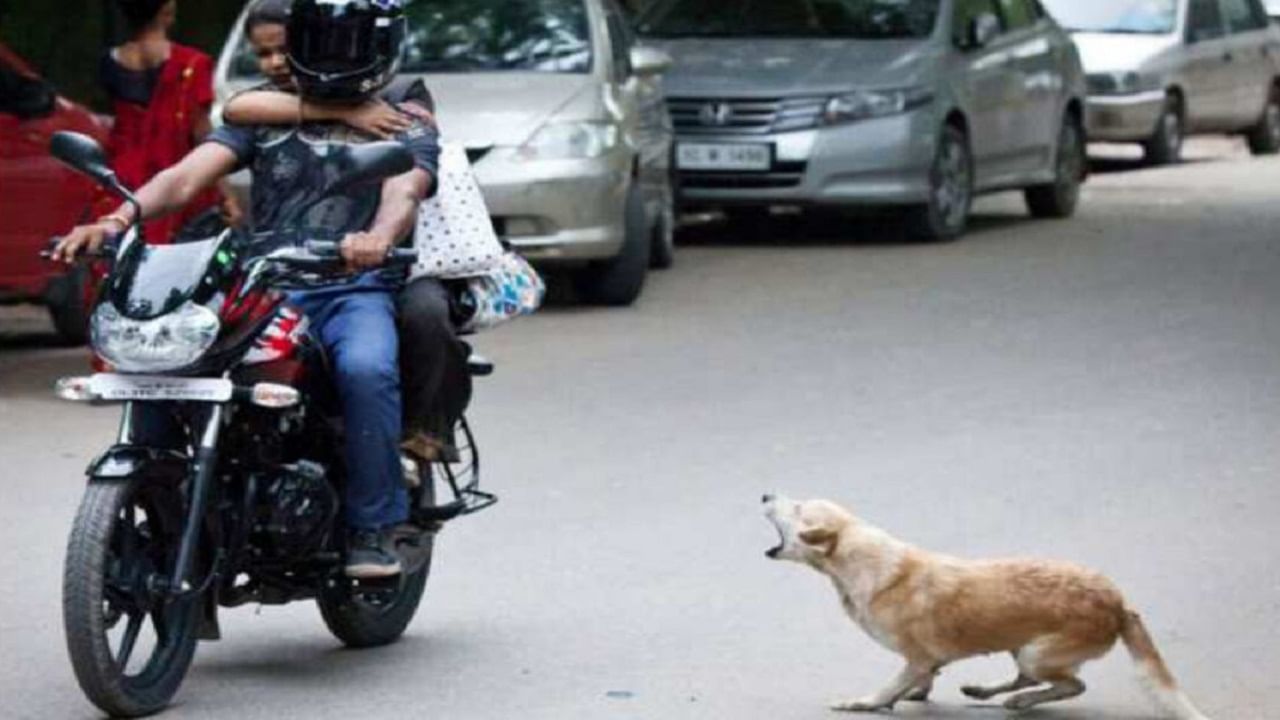 why-dogs-run-after-vehicles