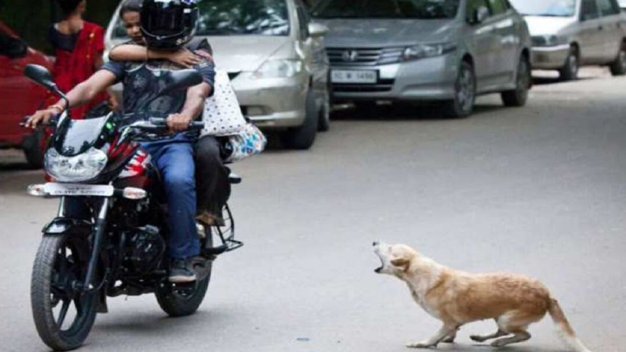 Why Dogs Run After Vehicles: কুকুররা রাতে বাইক বা গাড়ির পিছু ধাওয়া করে কেন? কারণটা জানেন?